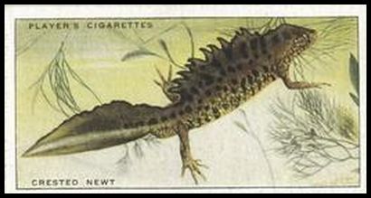 46 Crested Newt
